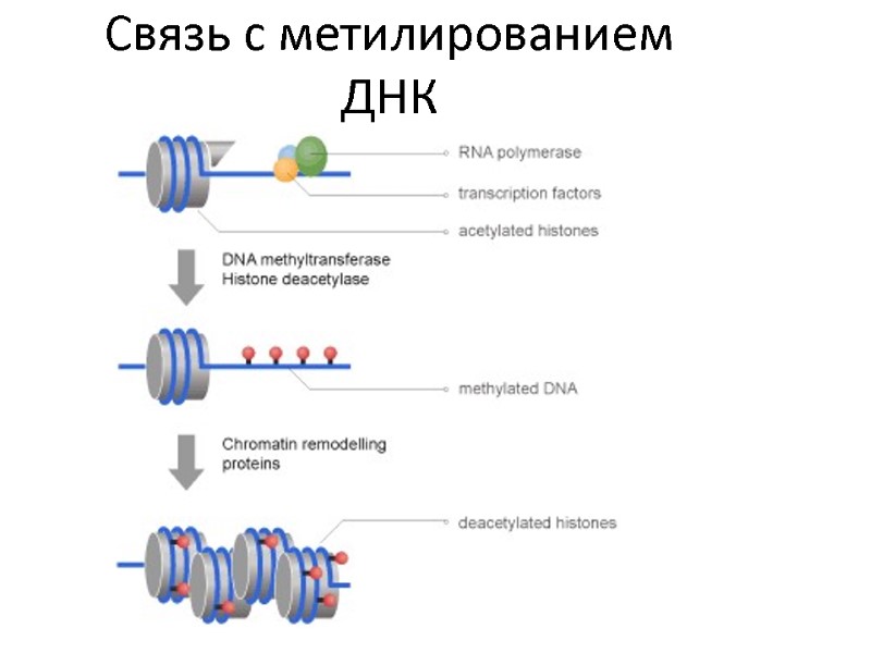 Связь с метилированием ДНК